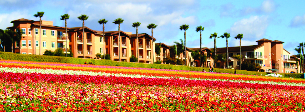 carlsbad-flower-field-homes